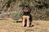 AIREDALE TERRIER 258